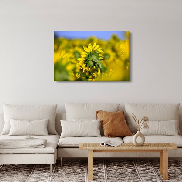 Slika suncokreta (90x60 cm)