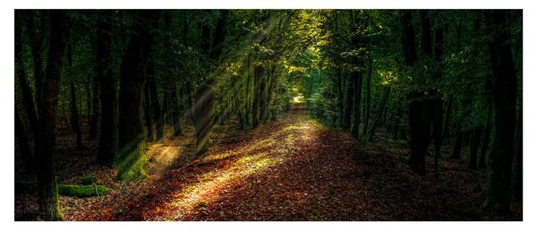 Slika šumskog puta (120x50 cm)