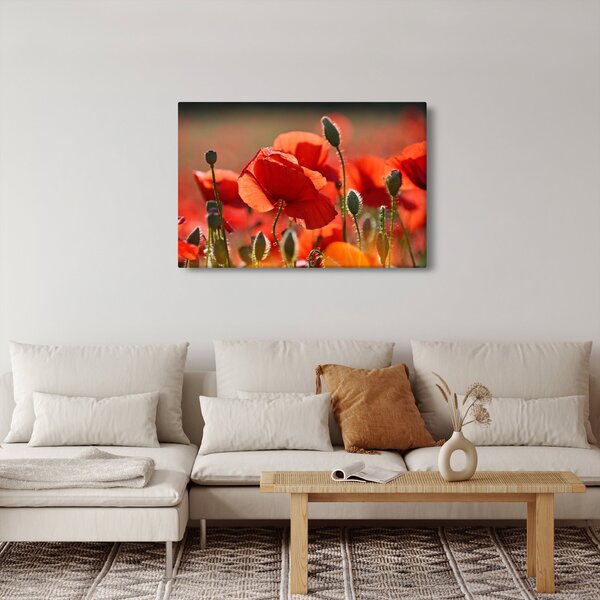 Slika maka (90x60 cm)
