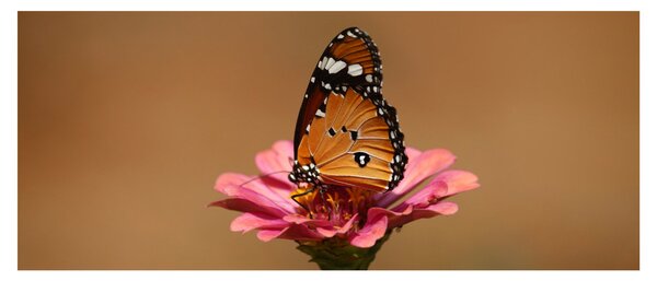 Slika leptira na cvijetu (120x50 cm)