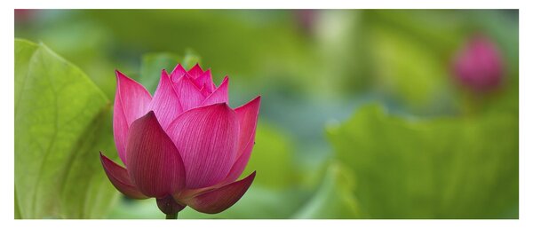 Slika - vodena biljka (120x50 cm)