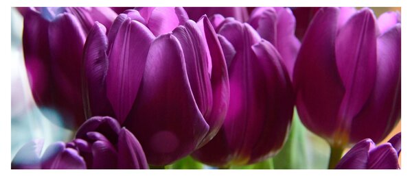 Slika tulipana (120x50 cm)