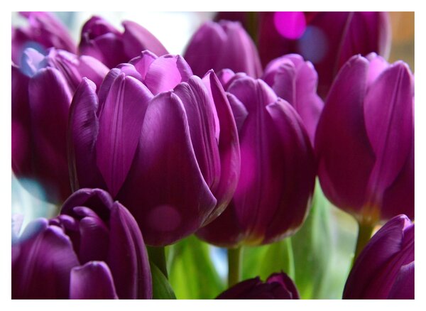 Slika tulipana (70x50 cm)