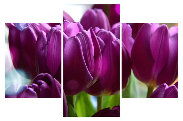 Slika tulipana (90x60 cm)