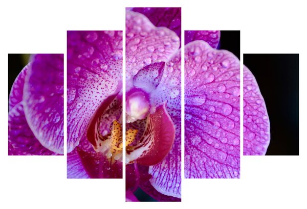 Detajlna slika cvijeta orhideje (150x105 cm)