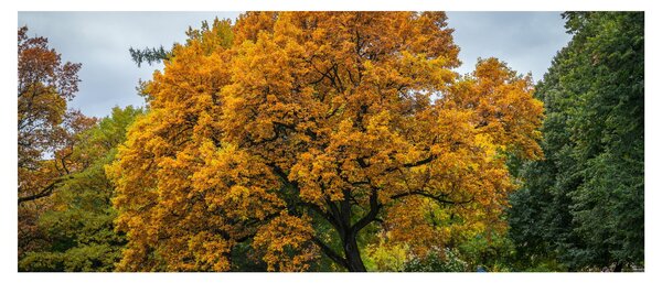 Slika stabla (120x50 cm)