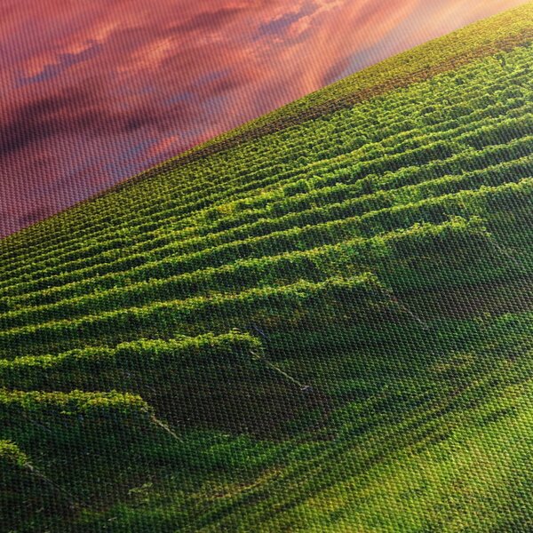 Slika vinograda s obojenim nebom (120x50 cm)