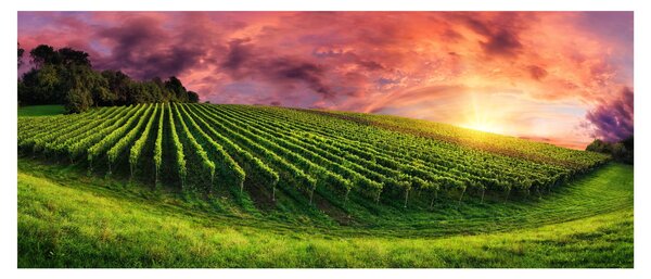 Slika vinograda s obojenim nebom (120x50 cm)