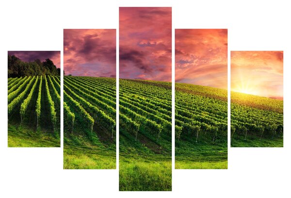 Slika vinograda s obojenim nebom (150x105 cm)