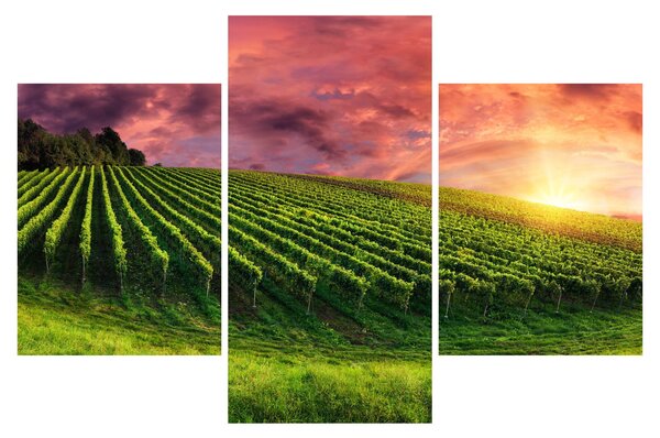 Slika vinograda s obojenim nebom (90x60 cm)