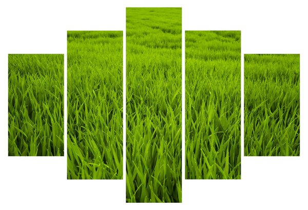 Slika trave (150x105 cm)
