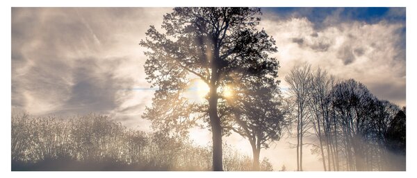 Slika drveta u magli (120x50 cm)