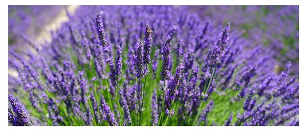 Slika - lavanda (120x50 cm)