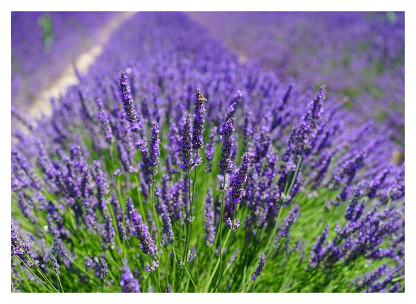 Slika - lavanda (70x50 cm)