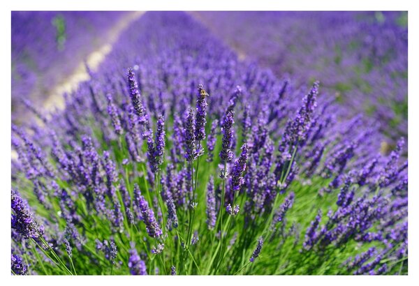 Slika - lavanda (90x60 cm)