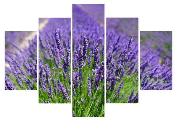 Slika - lavanda (150x105 cm)