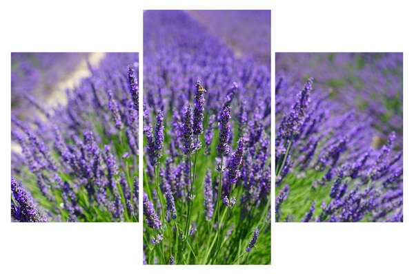Slika - lavanda (90x60 cm)