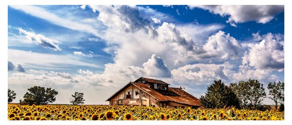 Slika polja suncokreta (120x50 cm)