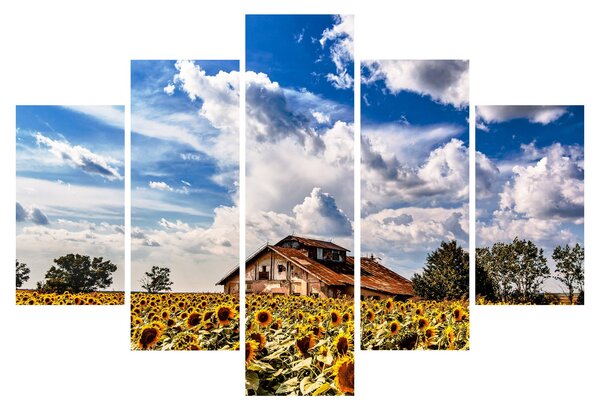 Slika polja suncokreta (150x105 cm)