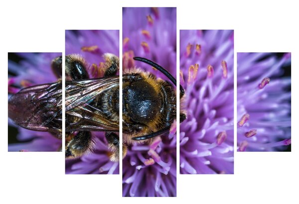 Slika pčele na cvijetu (150x105 cm)