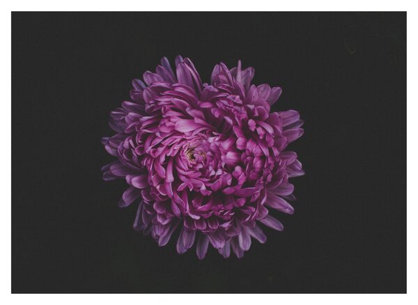 Slika ljubičastog cvijeta (70x50 cm)