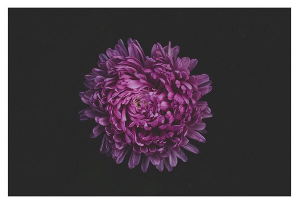 Slika ljubičastog cvijeta (90x60 cm)