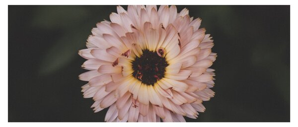 Slika narančastog cvijeta (120x50 cm)