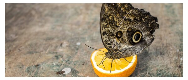 Slika leptira (120x50 cm)