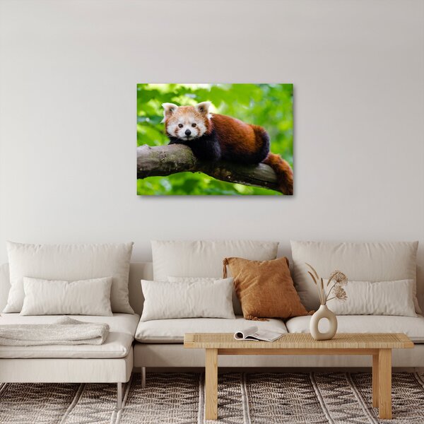 Slika crvene pande (70x50 cm)