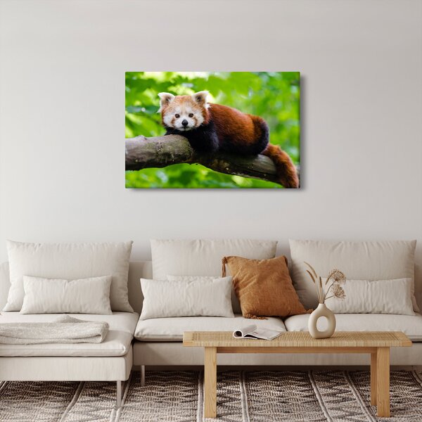 Slika crvene pande (90x60 cm)