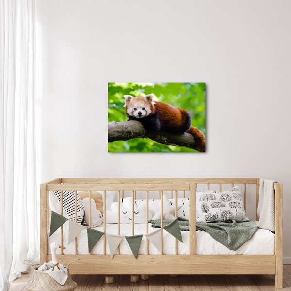 Slika crvene pande (70x50 cm)