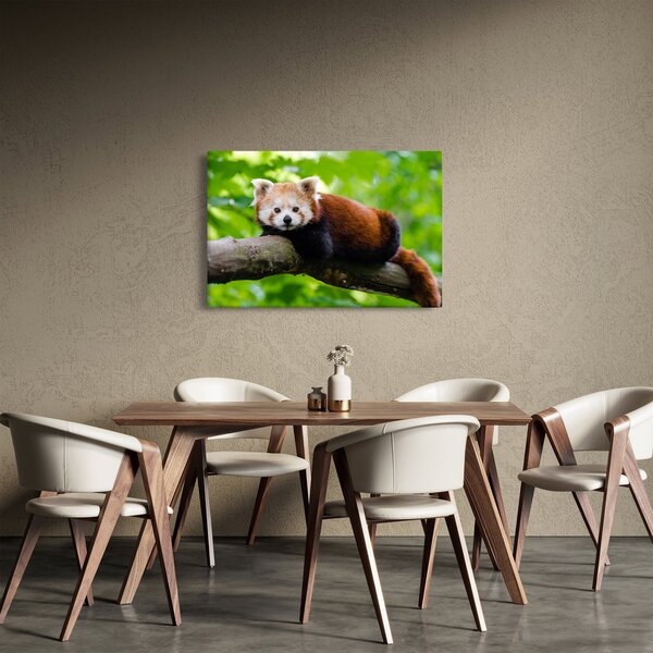 Slika crvene pande (90x60 cm)