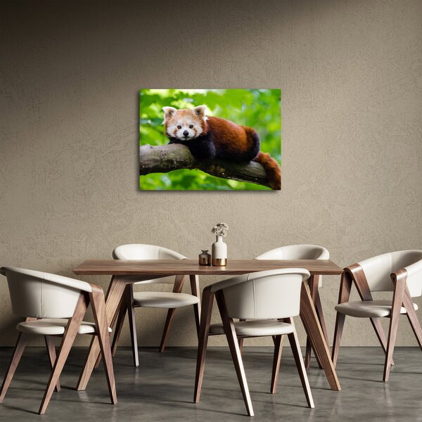 Slika crvene pande (70x50 cm)