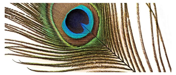 Slika paunovog perja (120x50 cm)