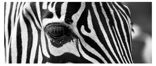 Slika zebre (120x50 cm)