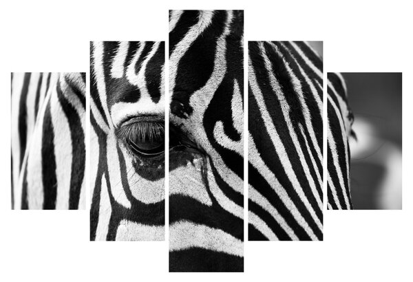Slika zebre (150x105 cm)