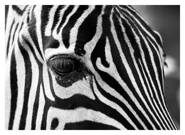 Slika zebre (70x50 cm)