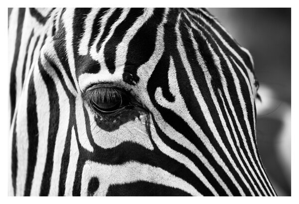 Slika zebre (90x60 cm)
