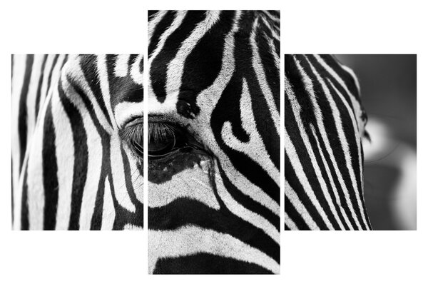 Slika zebre (90x60 cm)