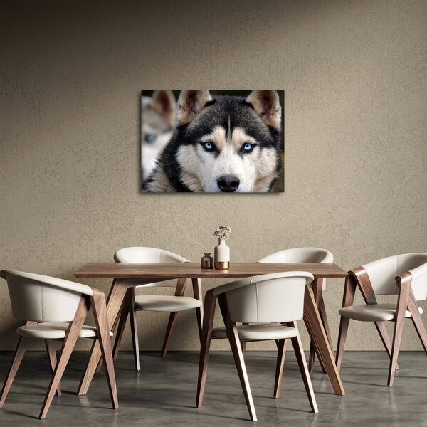 Slika haski psa (70x50 cm)
