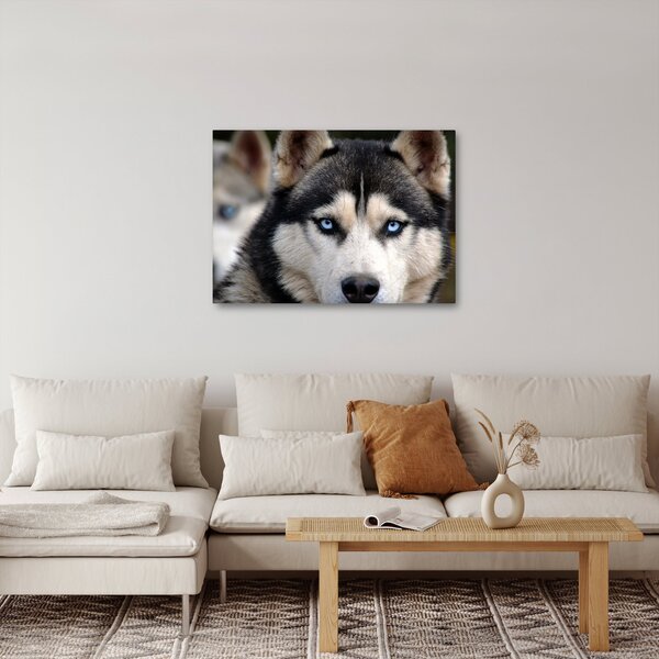 Slika haski psa (70x50 cm)