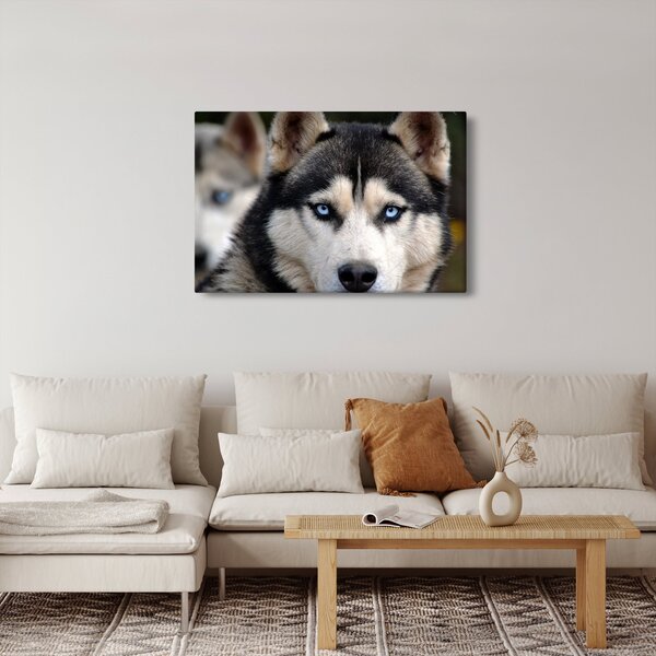 Slika haski psa (90x60 cm)