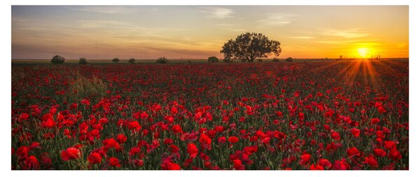 Slika livade s makovima (120x50 cm)