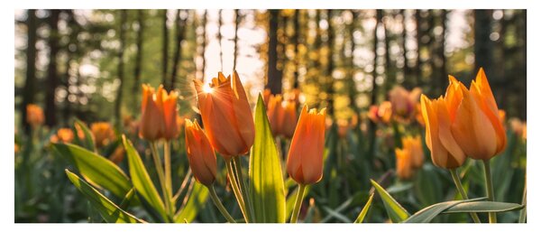 Slika - narančasti tulipani (120x50 cm)