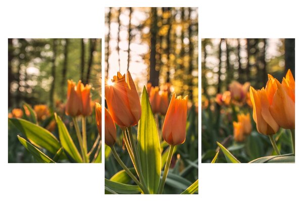 Slika - narančasti tulipani (90x60 cm)