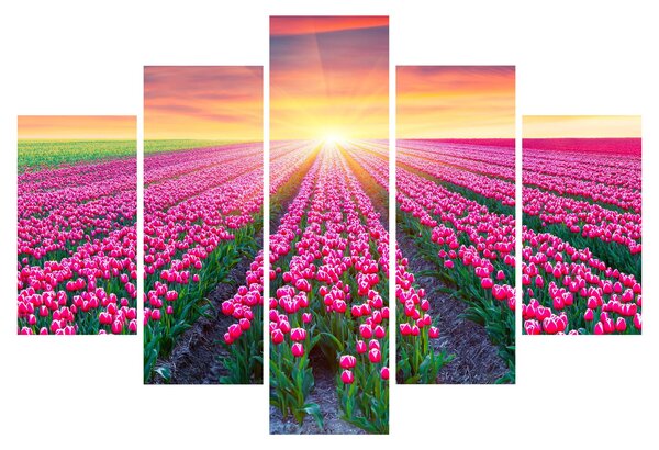 Slika polja tulipana sa suncem (150x105 cm)
