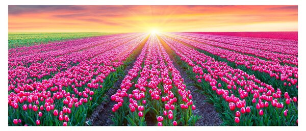 Slika polja tulipana sa suncem (120x50 cm)