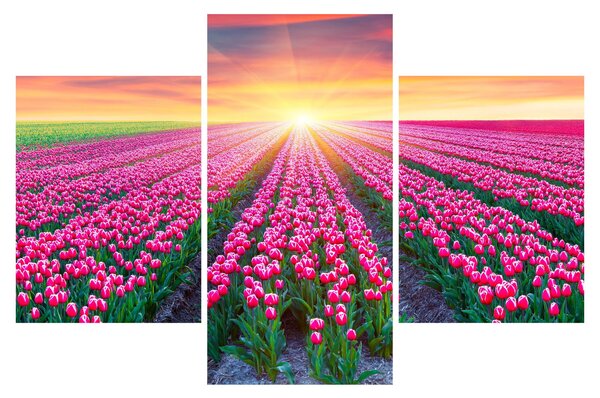 Slika polja tulipana sa suncem (90x60 cm)