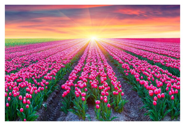 Slika polja tulipana sa suncem (90x60 cm)