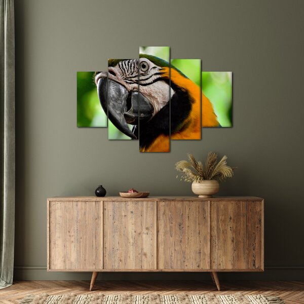 Slika papige (150x105 cm)